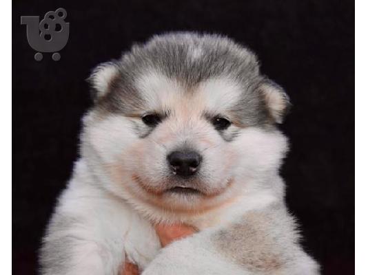 Κουτάβια malamute της Αλάσκας